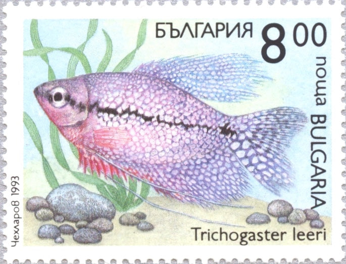 bulgarian wood carving boxes fish 3766-3771 Bulgaria - Fish (MNH) – Eastern Europe Postage Stamps