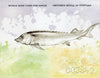 #4329 Bulgaria - 2004 Worldwide Fund for Nature (WWF): Sturgeon, Complete Booklet (MNH)