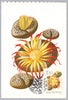 #1706-1715 Hungary - Flowers, Set of 10 Maximum Cards (Used)