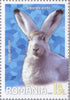 Romania - 2020 Polar Fauna, Set of 4 (MNH)