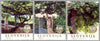 #1034-1036 Slovenia - Old Grapevines (MNH)