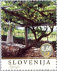 #1034-1036 Slovenia - Old Grapevines (MNH)