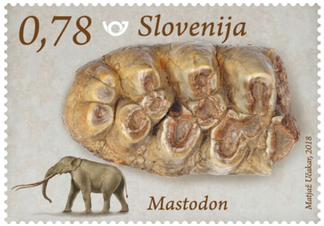 #1263 Slovenia - Fossil Mammals: Mastodon and Mastodon Tooth (MNH)