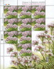 #1159-1162 Ukraine - Flowers, 4 M/S (MNH)